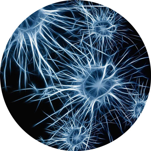 neurons-circle-500